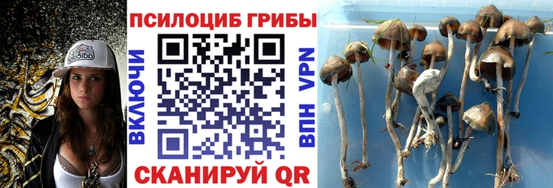 Псилоцибиновые грибы мицелий  Калач-на-Дону 